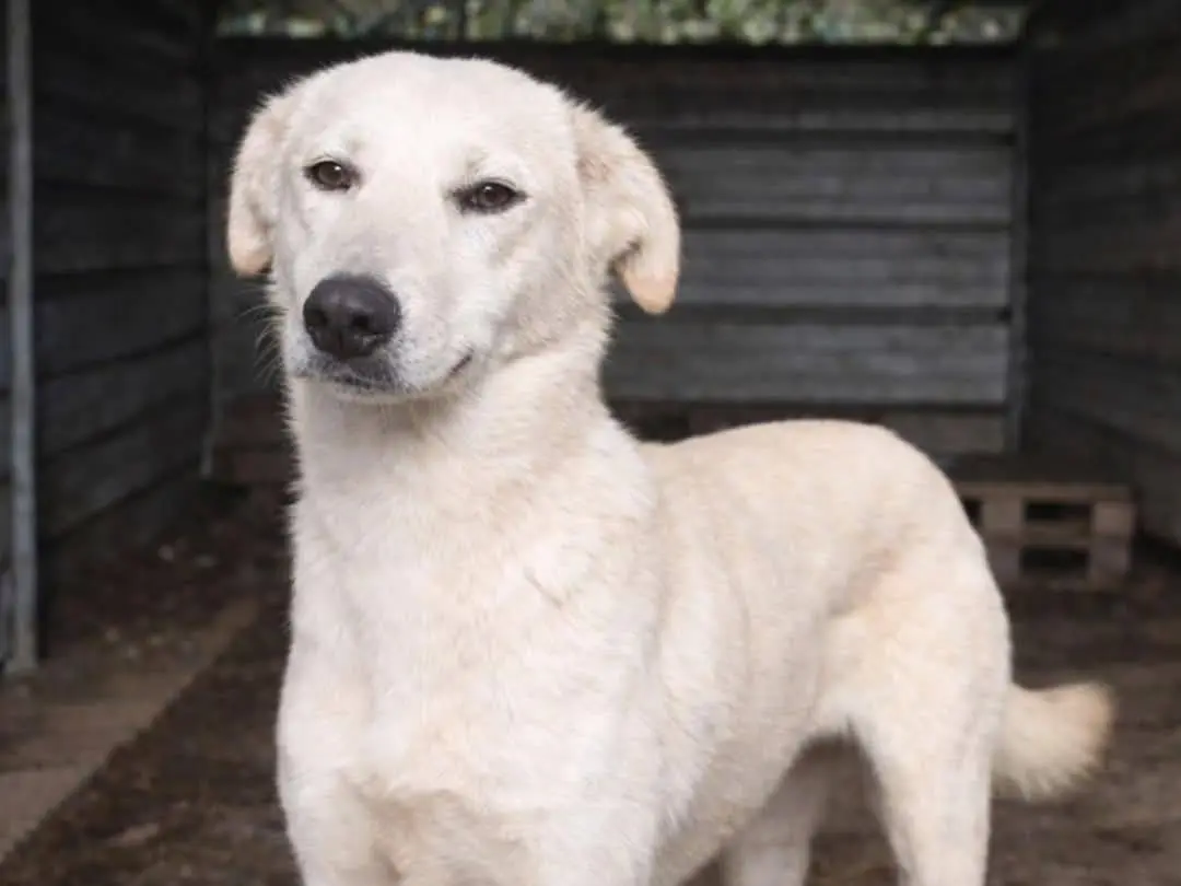 Adozione cane, femmina, Razza sconosciuta Razza sconosciuta, 1 anno e 5 mesi, taglia media, Torino