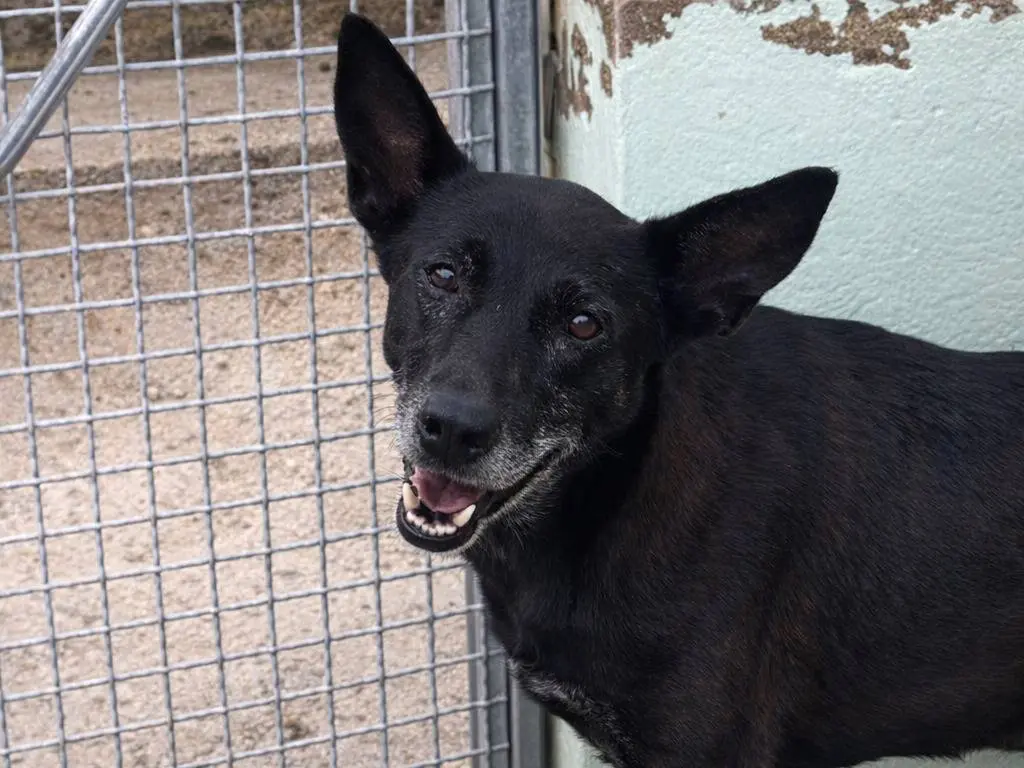 Adotta un cane, femmina, 8 anni e 3 mesi, Avellino