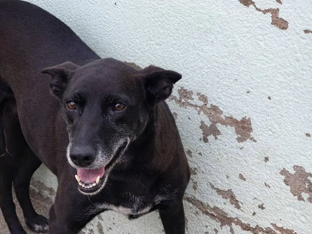 Adotta un cane, taglia media, femmina, Avellino