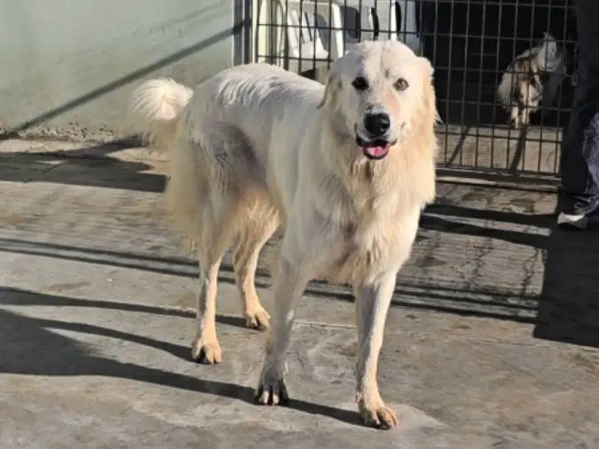 Adotta un cane, maschio, 2 anni e 4 mesi, Napoli
