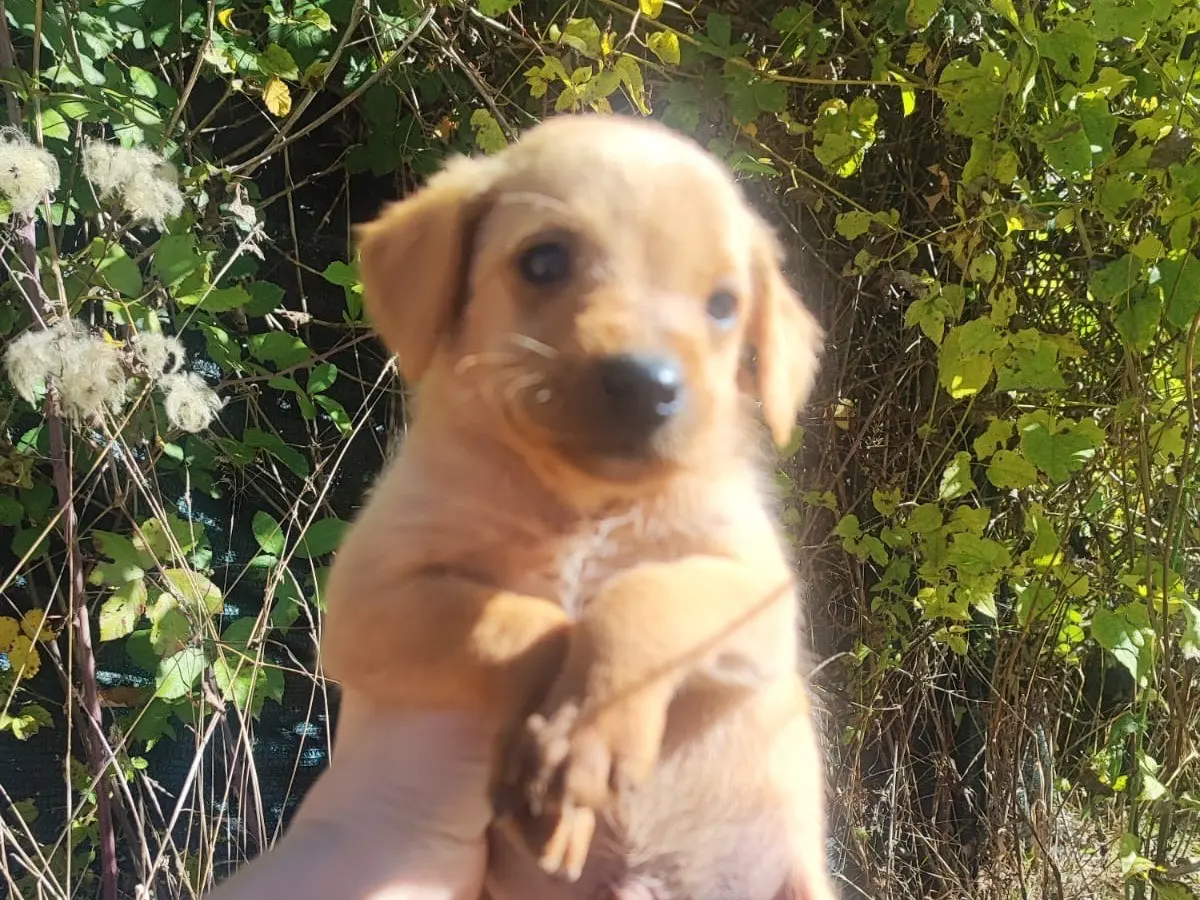 Adozione cane, maschio, Segugio Razza sconosciuta, 1 mese, taglia media contenuta, Vibo