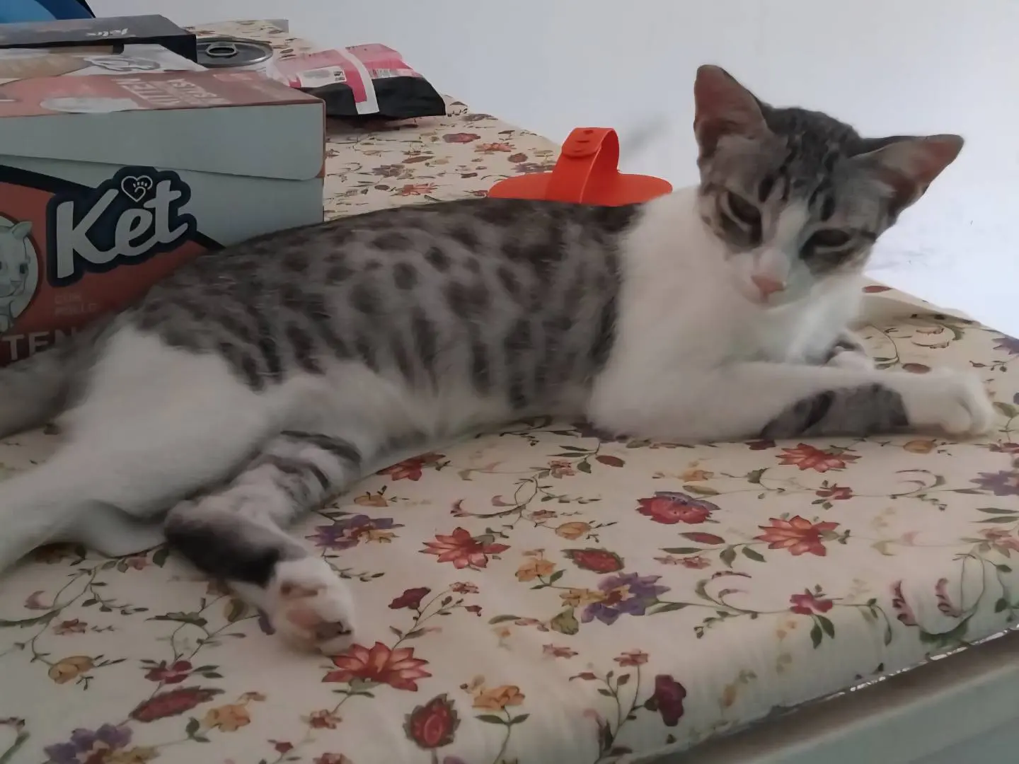 Adotta un gatto, taglia non valida, femmina, Monza