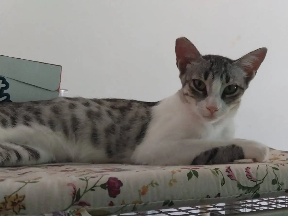 Adotta un gatto, femmina, 1 anno, Monza