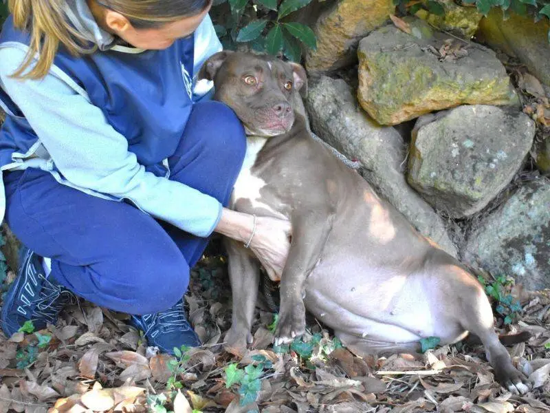 Foto 1 dell'animale