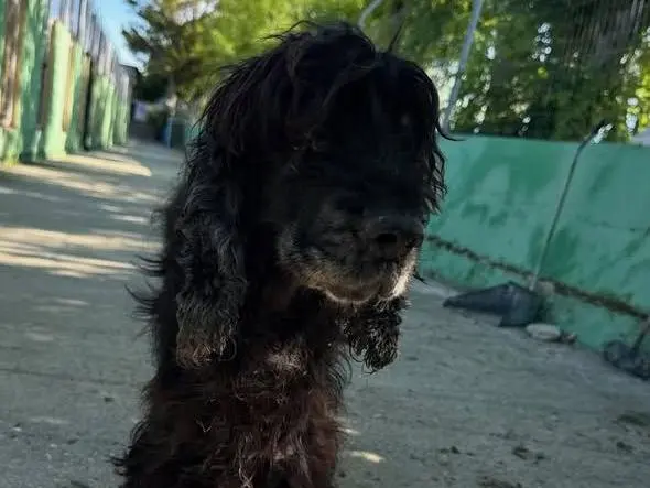 Adozione cane, maschio, Cocker Spaniel Razza sconosciuta, 8 anni e 9 mesi, taglia media contenuta, Matera