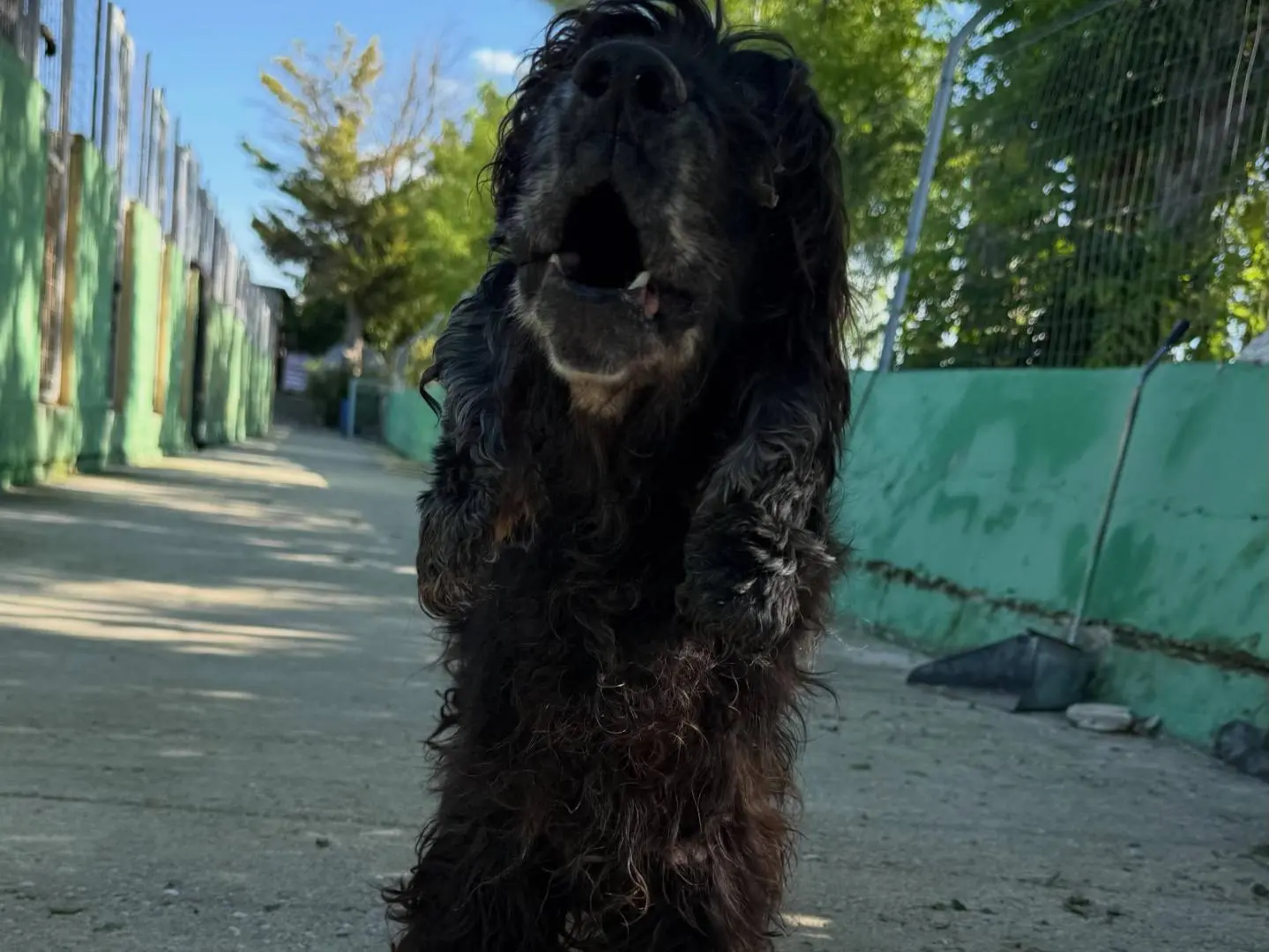 Adotta un cane, maschio, 8 anni e 9 mesi, Matera