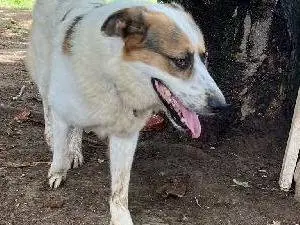 Adotta un cane, maschio, 6 anni e 5 mesi, Roma