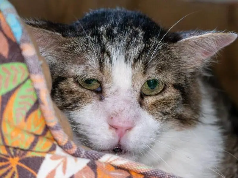 Adozione gatto, maschio, Razza sconosciuta Razza sconosciuta, 10 anni e 8 mesi, taglia non valida, Monza