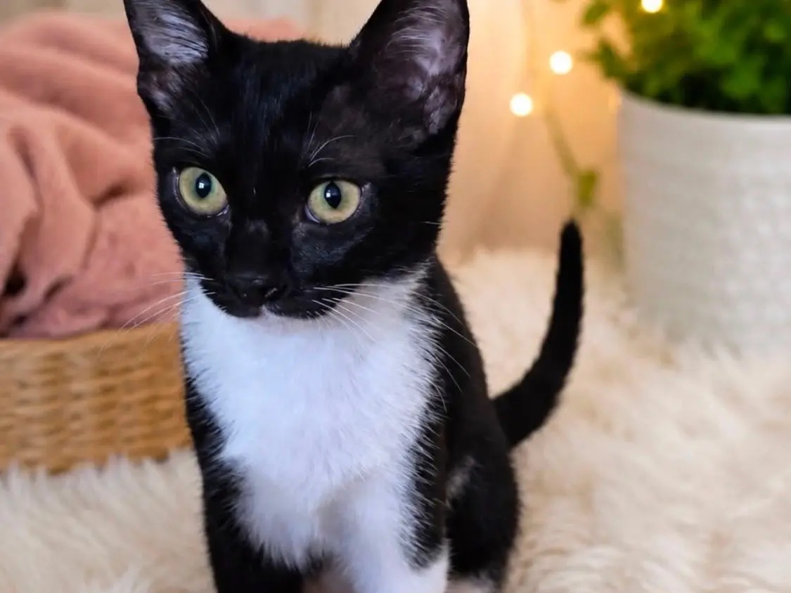 Adozione gatto, femmina, Razza sconosciuta Razza sconosciuta, 5 mesi, taglia non valida, Vibo