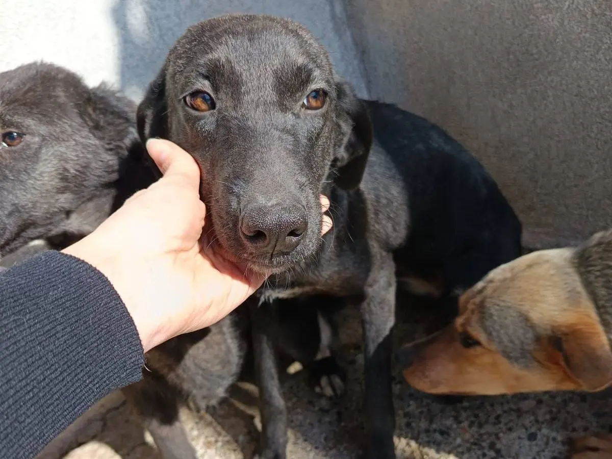 Adozione cane, femmina, Razza sconosciuta Razza sconosciuta, 2 anni e 4 mesi, taglia media contenuta, Crotone