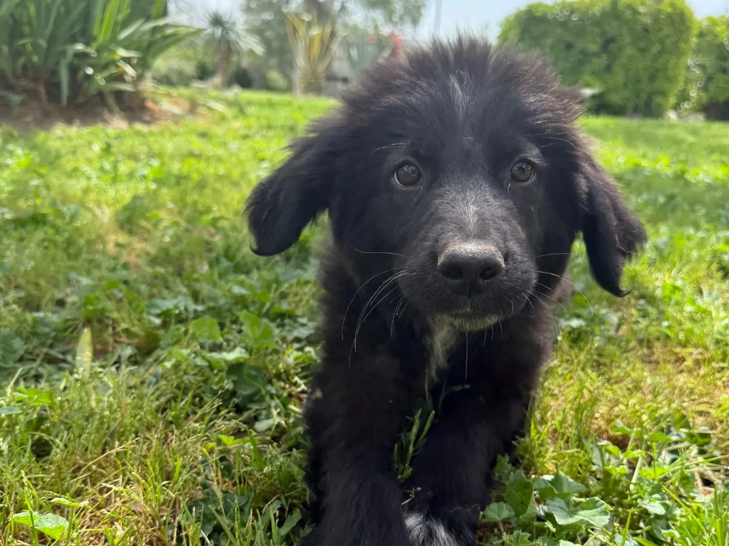 Vuoi adottare un cane a Matera?