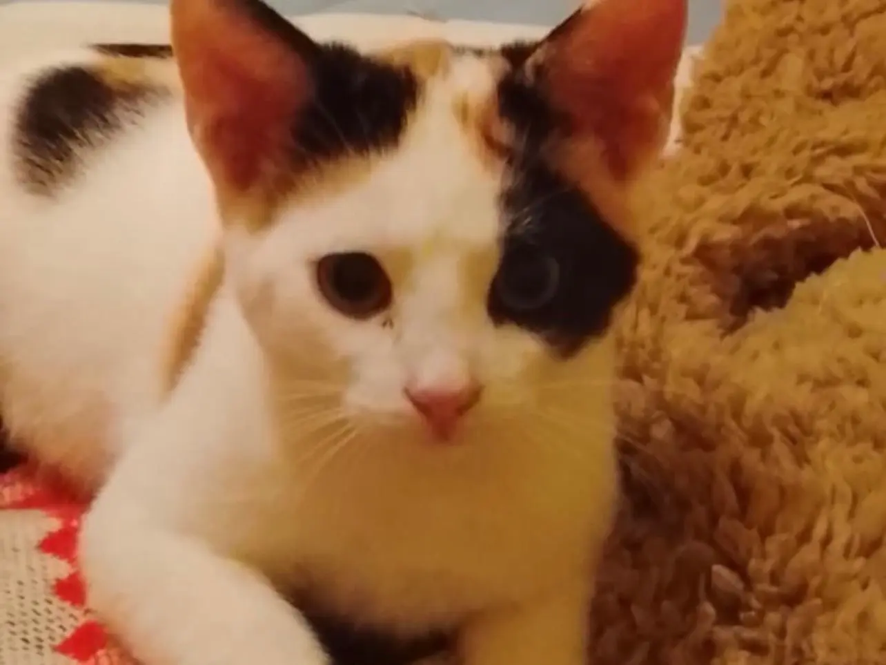 Adozione gatto, femmina, Razza sconosciuta Razza sconosciuta, 3 mesi, taglia non valida, Perugia