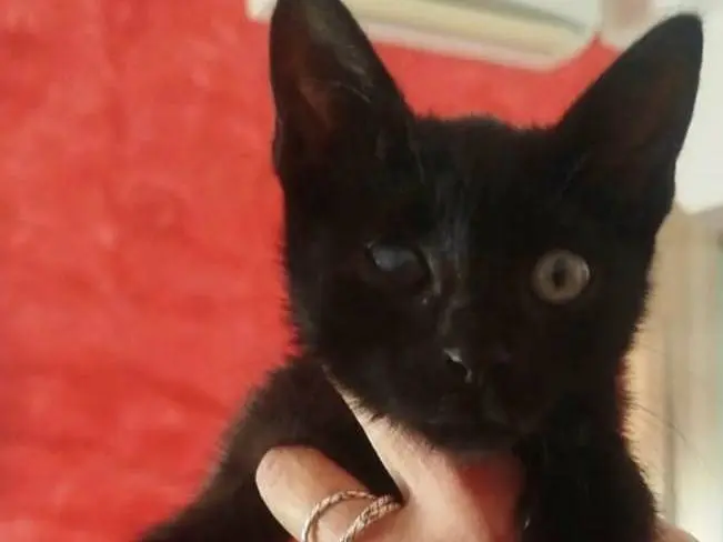 Adotta un gatto, maschio, 2 mesi, Napoli