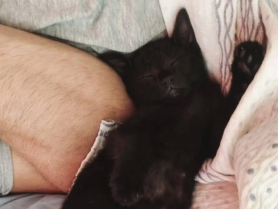 Adotta un gatto, taglia non valida, maschio, Napoli