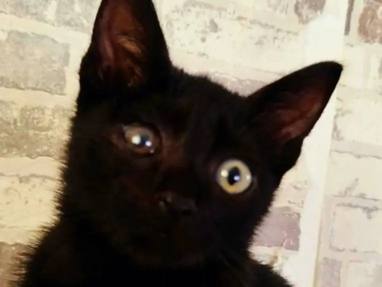 Adozione gatto, maschio, Razza sconosciuta Razza sconosciuta, 2 mesi, taglia non valida, Napoli