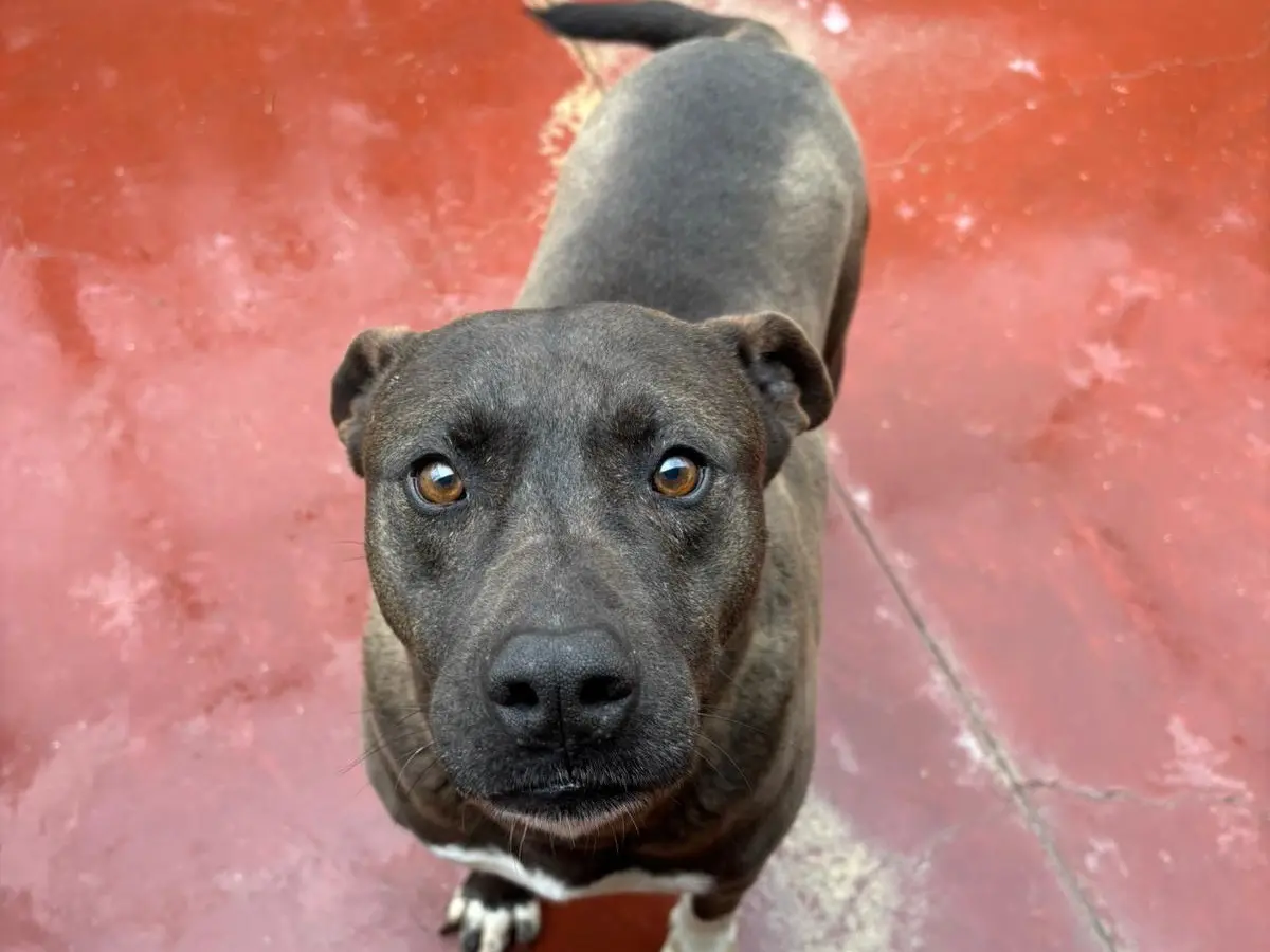 Adozione cane, maschio, Pitbull Razza sconosciuta, 8 anni e 9 mesi, taglia media, Potenza