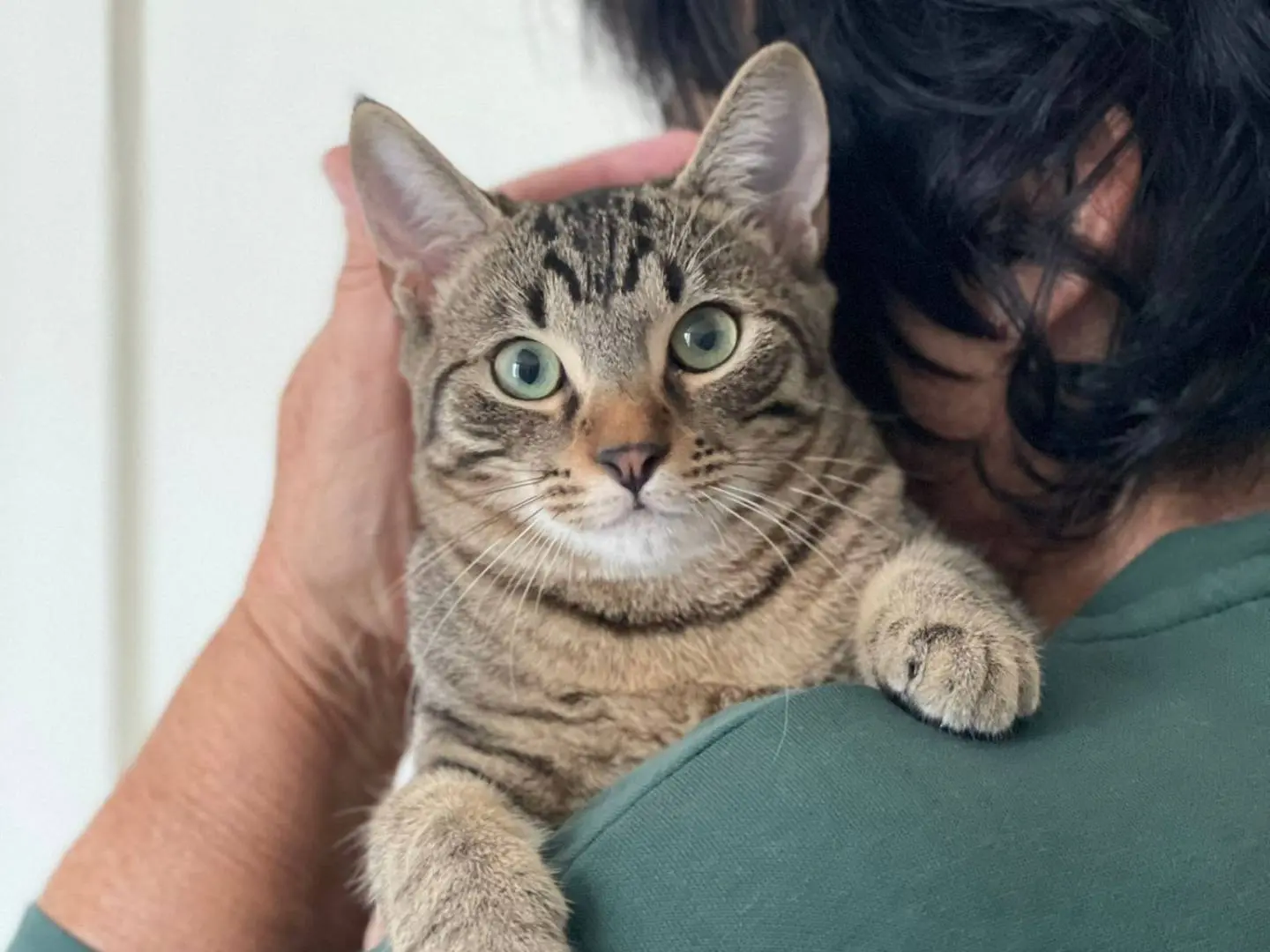 Adozione gatto, femmina, Razza sconosciuta Razza sconosciuta, 1 anno e 6 mesi, taglia non valida, Forl