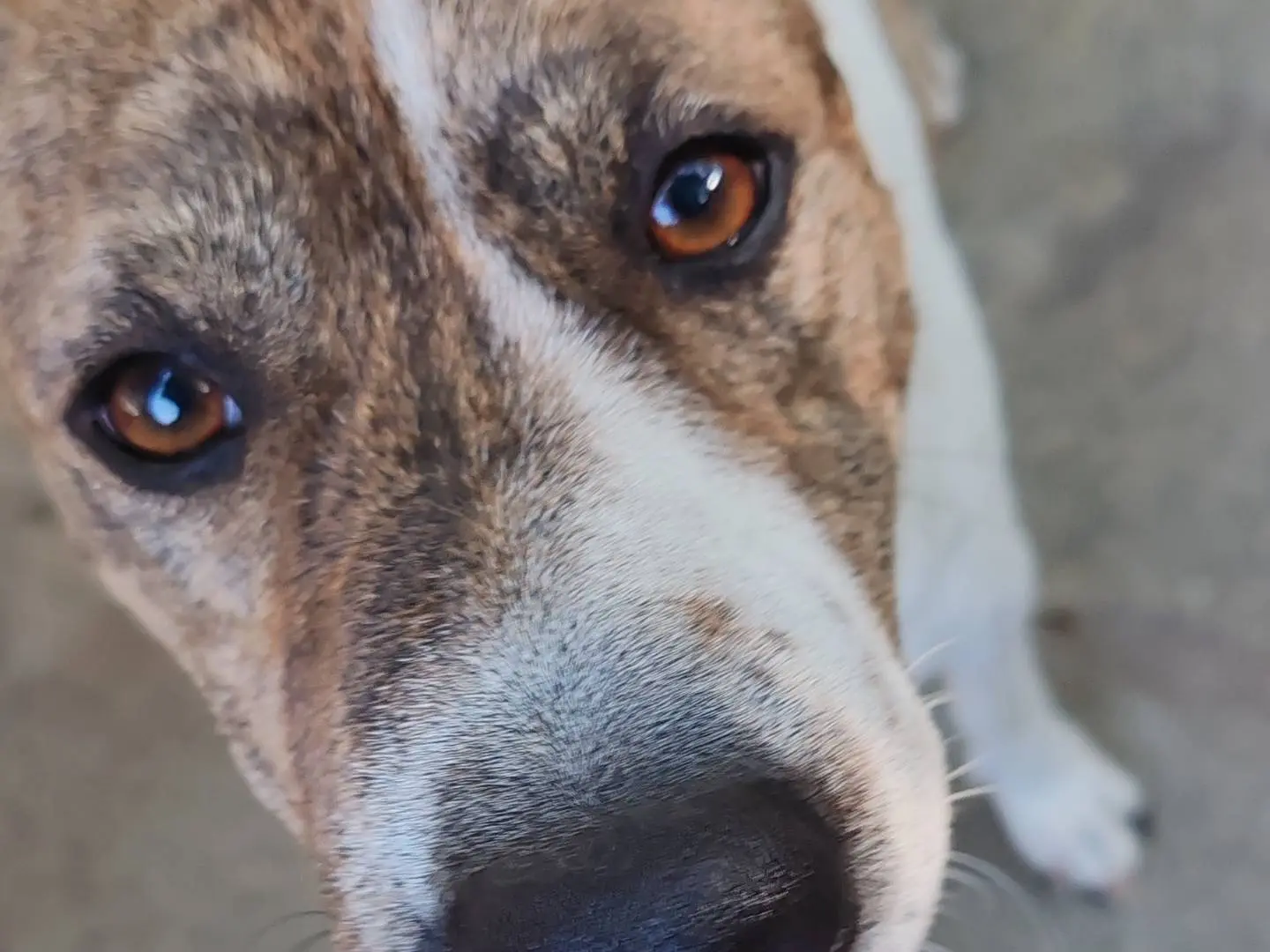 Vuoi adottare un cane a Piacenza?
