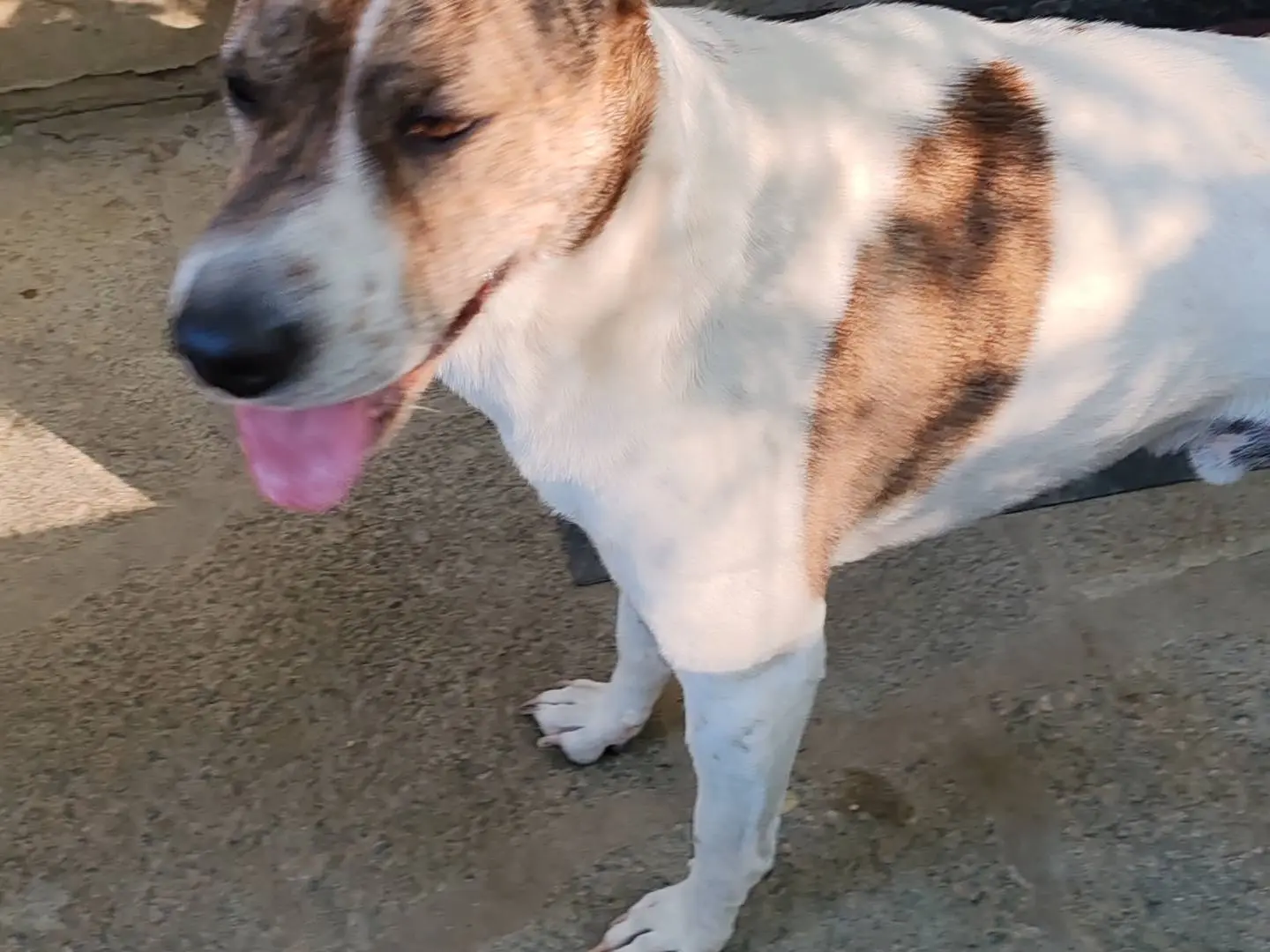 Adotta un cane, taglia media contenuta, maschio, Piacenza