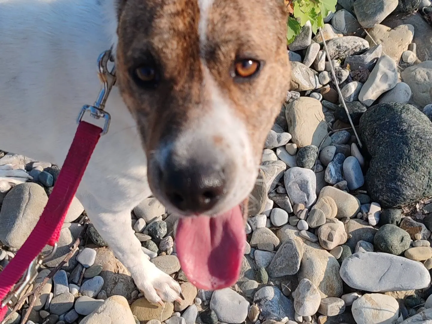 Adozione cane, maschio, Razza sconosciuta Razza sconosciuta, 5 anni e 5 mesi, taglia media contenuta, Piacenza