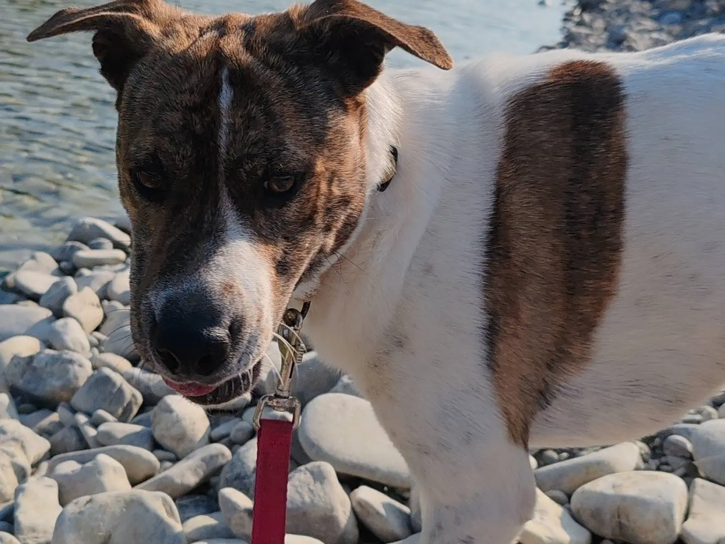 Adotta un cane, maschio, 5 anni e 5 mesi, Piacenza