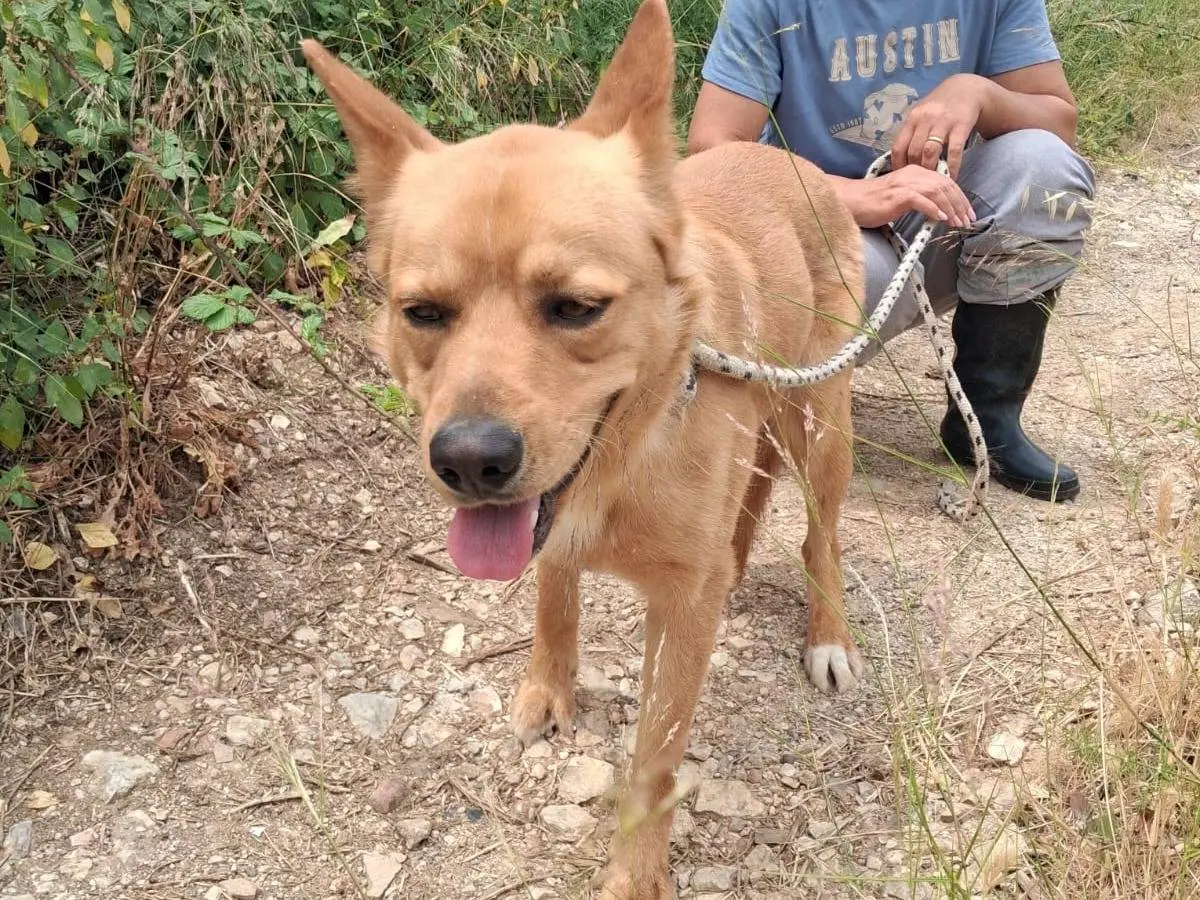 Adotta un cane, maschio, 1 anno e 5 mesi, Trapani