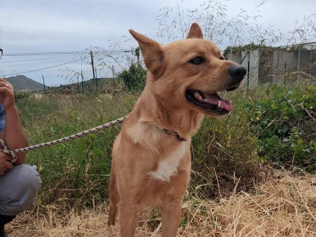Adozione cane, maschio, Razza sconosciuta Razza sconosciuta, 1 anno e 5 mesi, taglia media, Trapani