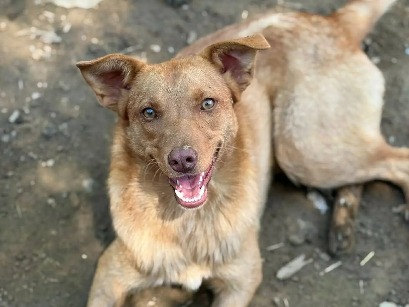 Adotta un cane, femmina, 1 anno e 4 mesi, Firenze