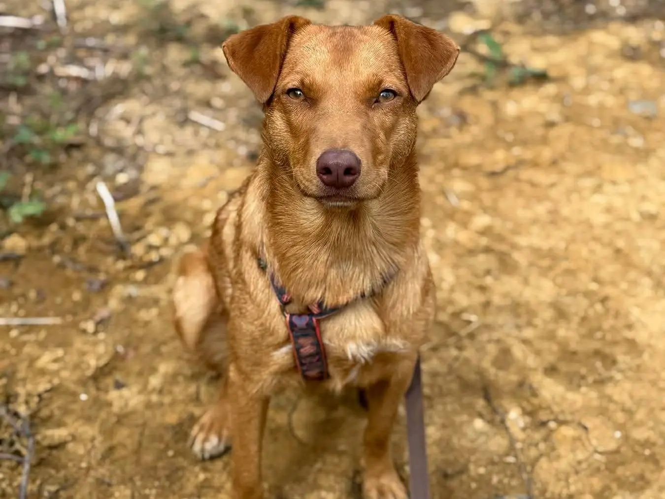Vuoi adottare un cane a Firenze?
