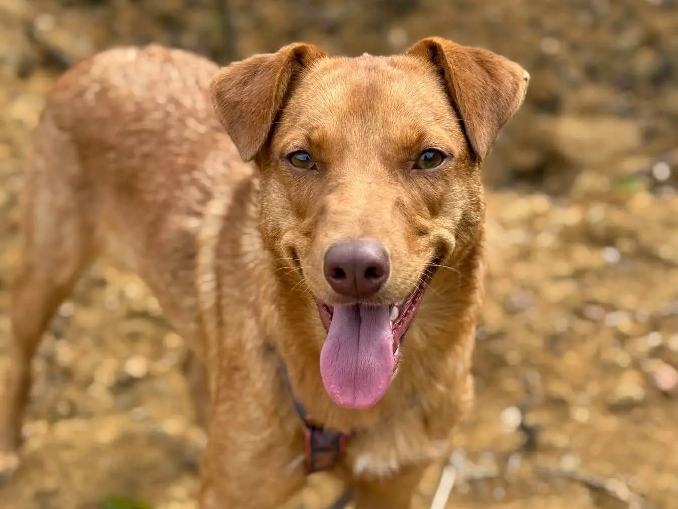 Adotta il cane EDEN a Firenze