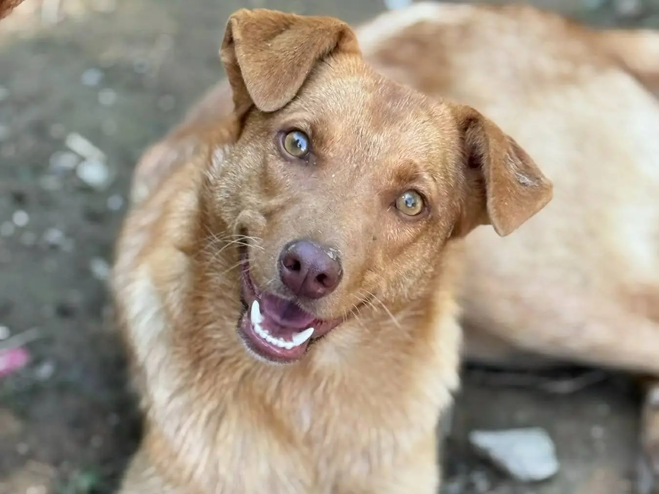 Adozione cane, femmina, Razza sconosciuta Razza sconosciuta, 1 anno e 4 mesi, taglia media contenuta, Firenze