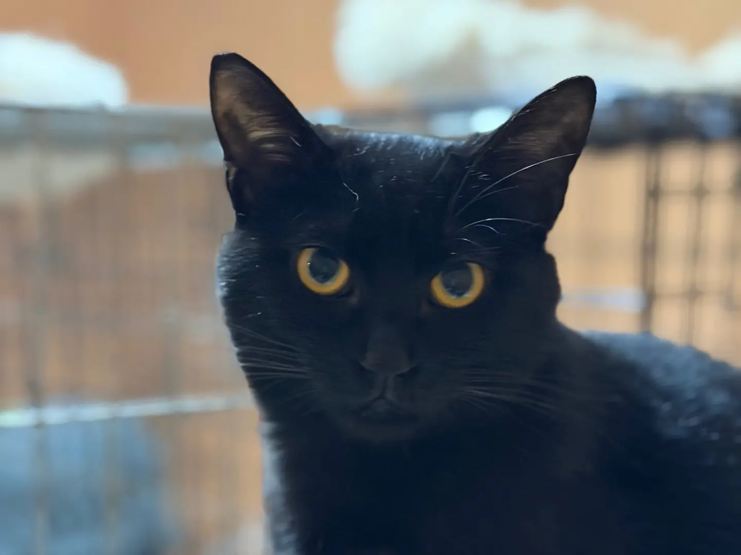 Foto 1 dell'animale
