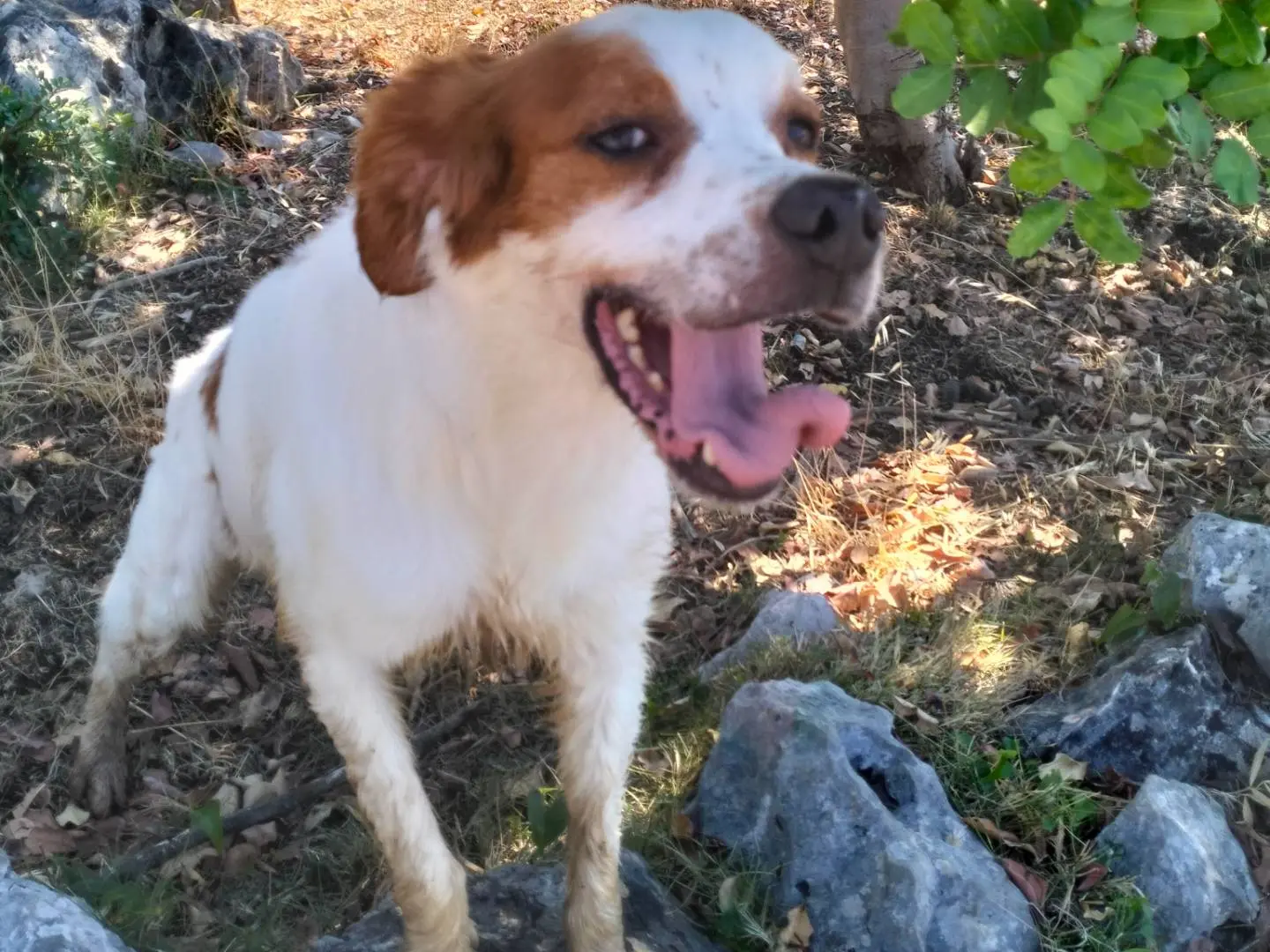Vuoi adottare un cane a Latina?