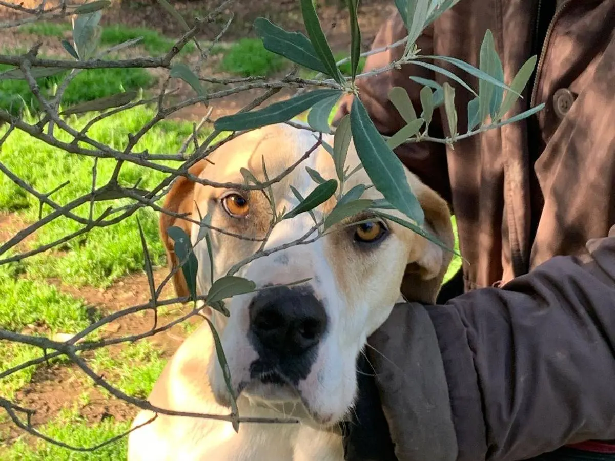 Adotta un cane, taglia grande, femmina, Bari