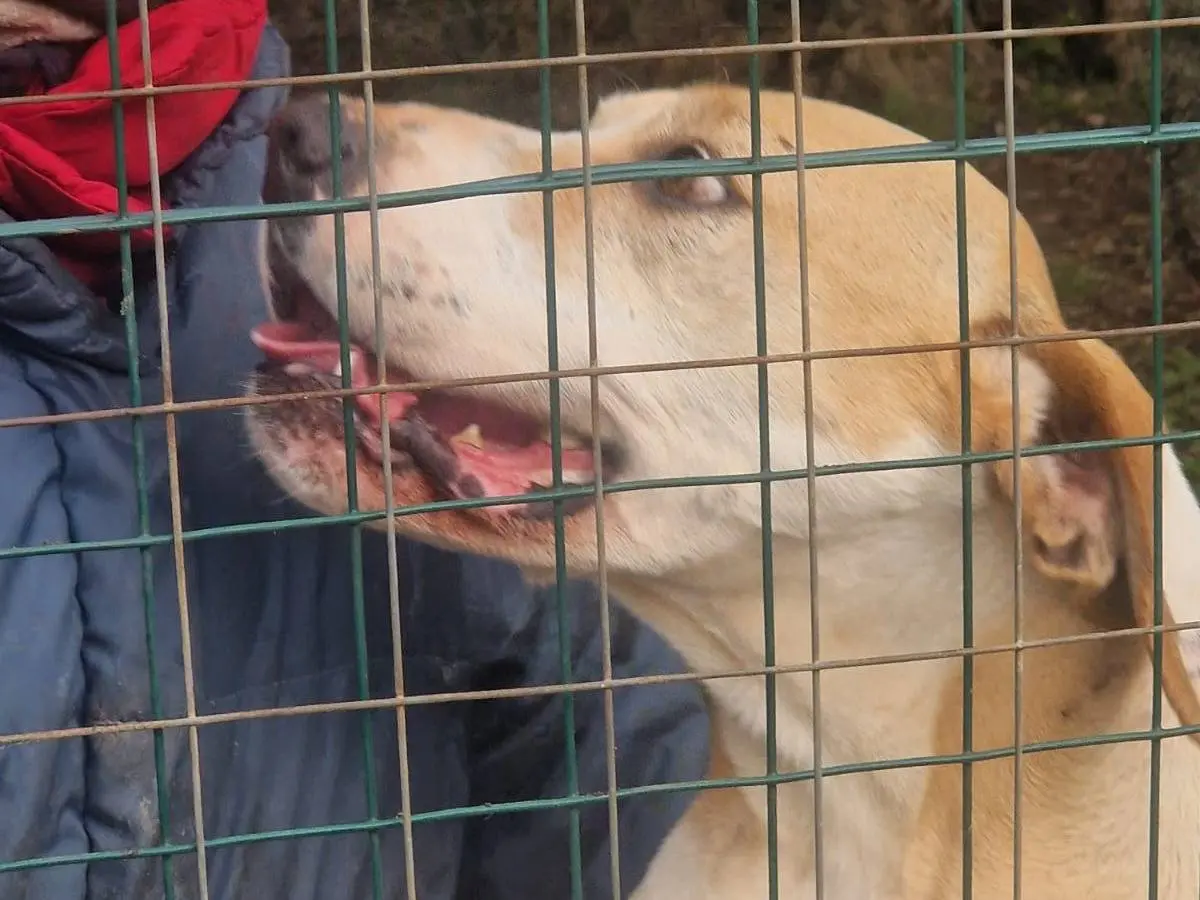 Adotta un cane, femmina, 5 anni e 9 mesi, Bari