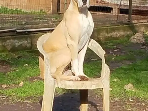 Adozione cane, femmina, Razza sconosciuta Razza sconosciuta, 5 anni e 9 mesi, taglia grande, Bari