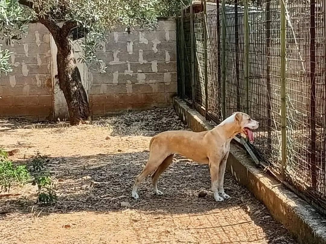 Vuoi adottare un cane a Bari?