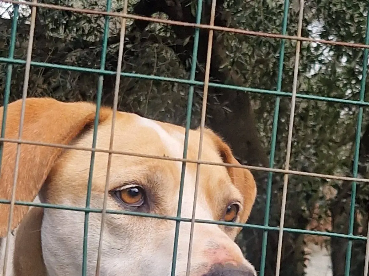 Adotta il cane Rosy a Bari
