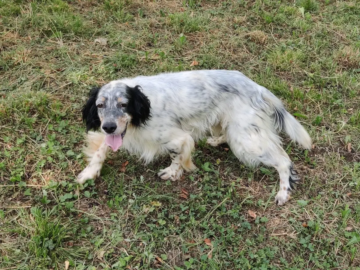Adotta il cane Kibra a Vicenza