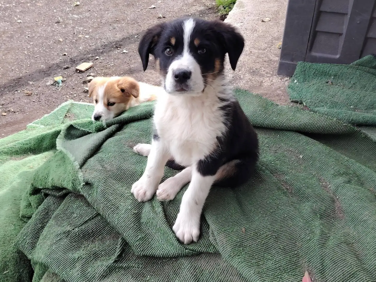 Adotta il cane TOBIA a Napoli