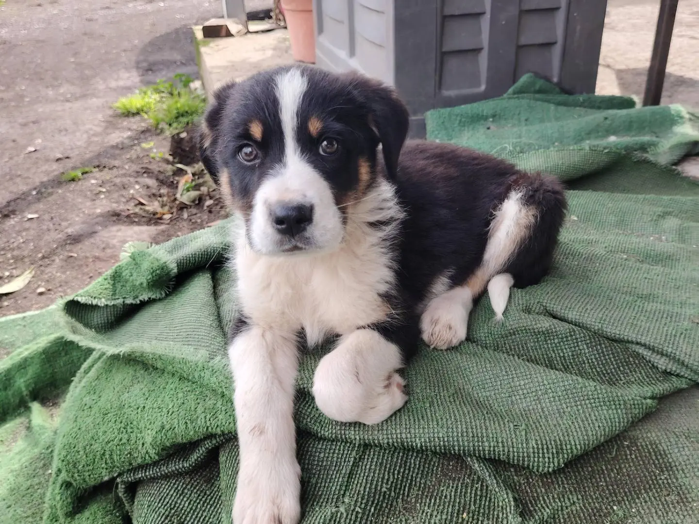 Vuoi adottare un cane a Napoli?