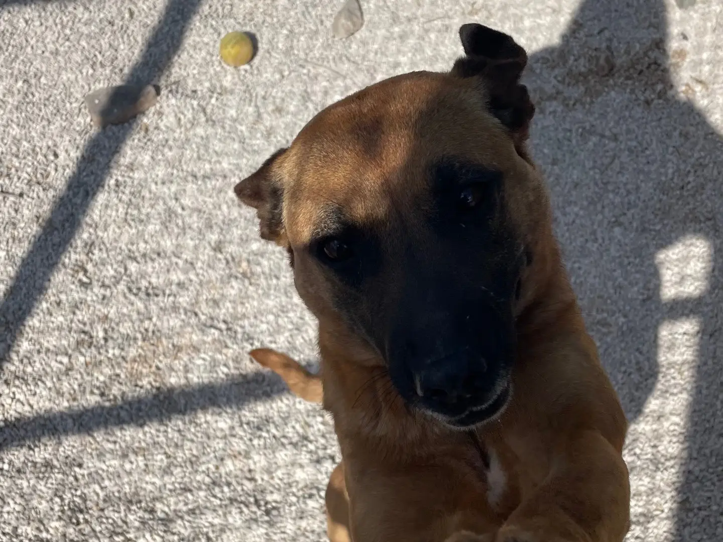 Adozione cane, femmina, Pastore Belga Malinois Razza sconosciuta, 3 anni e 5 mesi, taglia media, Taranto