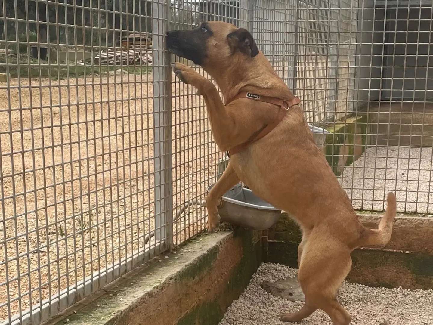 Adotta un cane, femmina, 3 anni e 5 mesi, Taranto