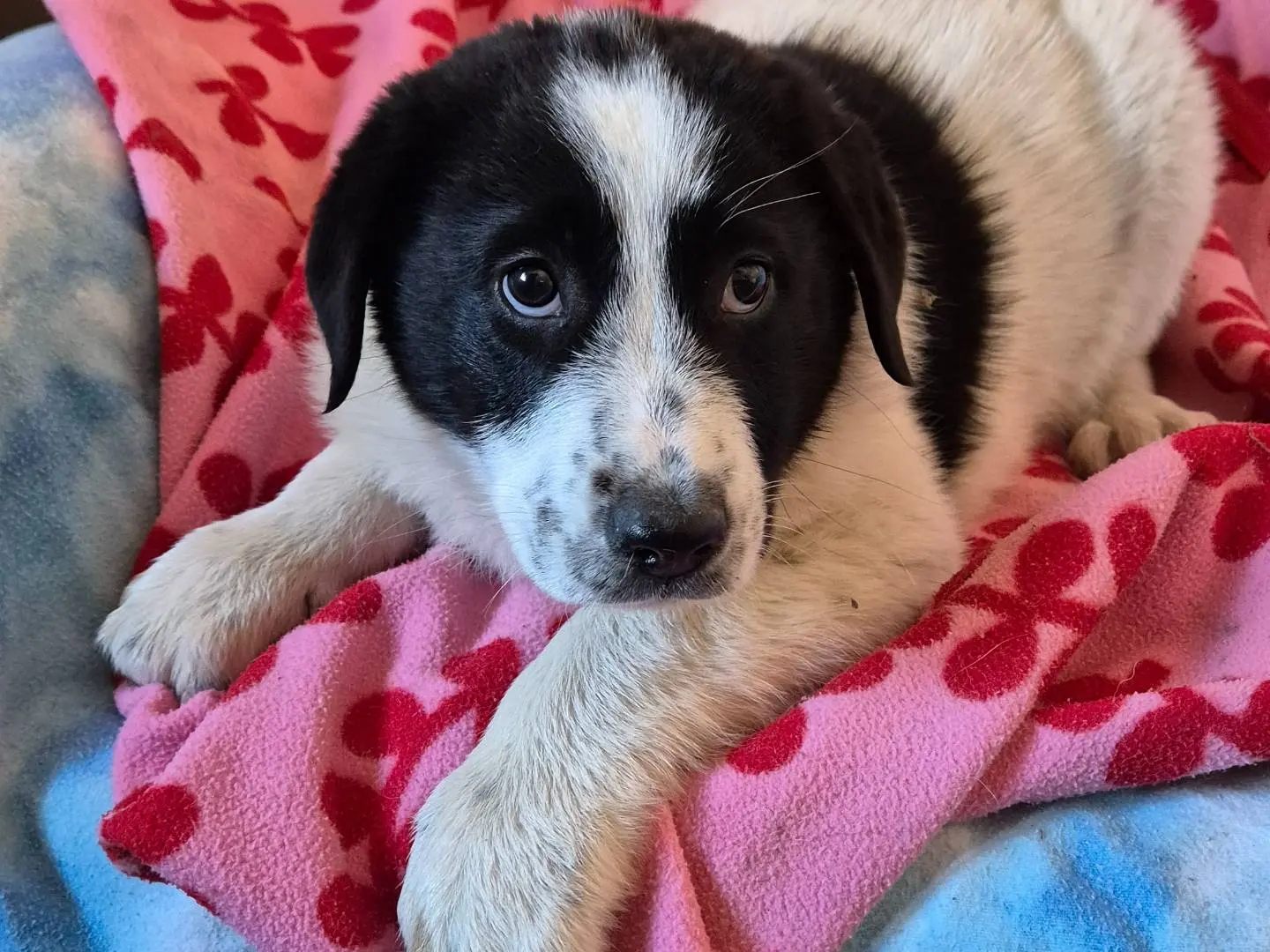 Vuoi adottare un cane a Potenza?