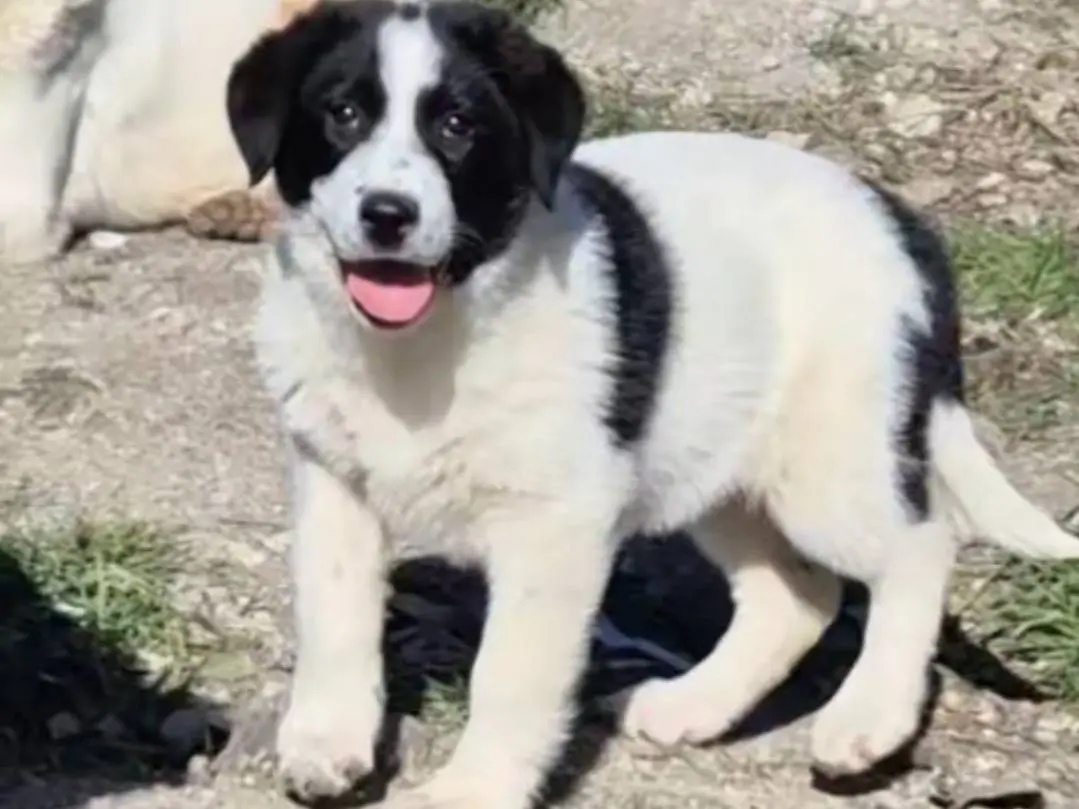 Adotta un cane, taglia media, femmina, Potenza