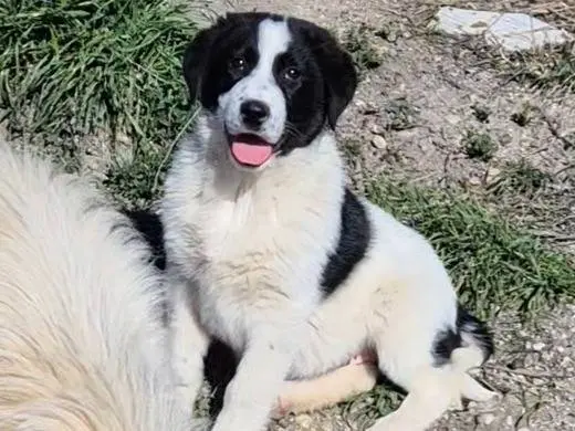 Adozione cane, femmina, Razza sconosciuta Razza sconosciuta, 10 mesi, taglia media, Potenza