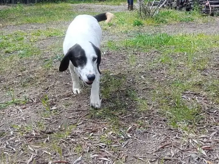 Vuoi adottare un cane a Viterbo?