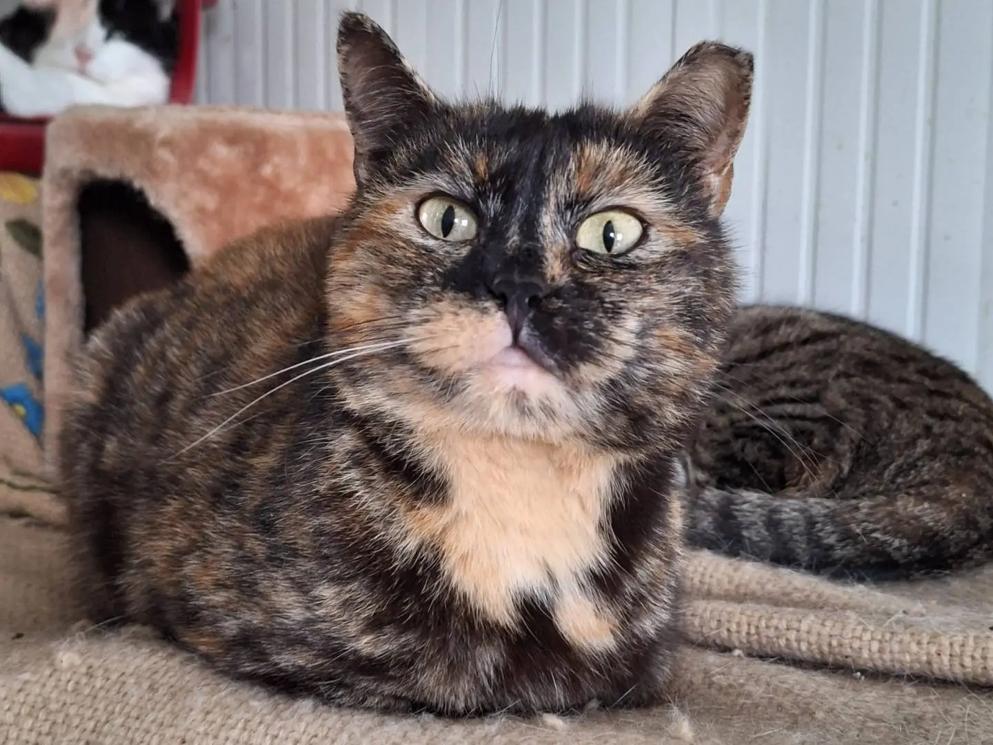 Adotta il gatto Gilda a Bologna