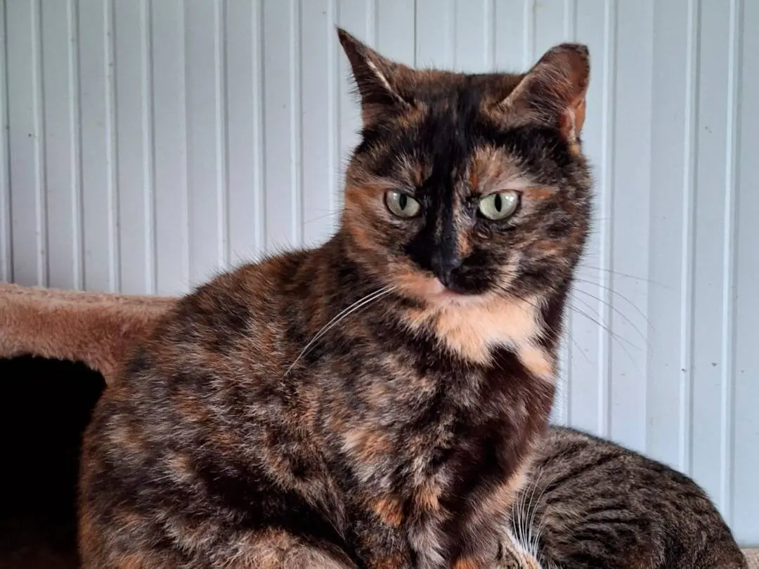 Vuoi adottare un gatto a Bologna?