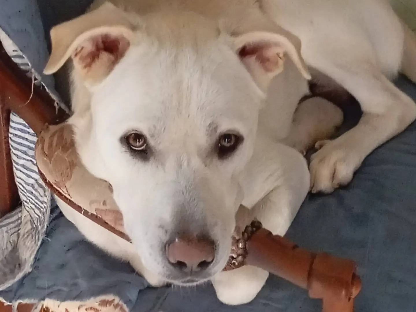Adotta un cane, maschio, 2 anni e 8 mesi, Roma
